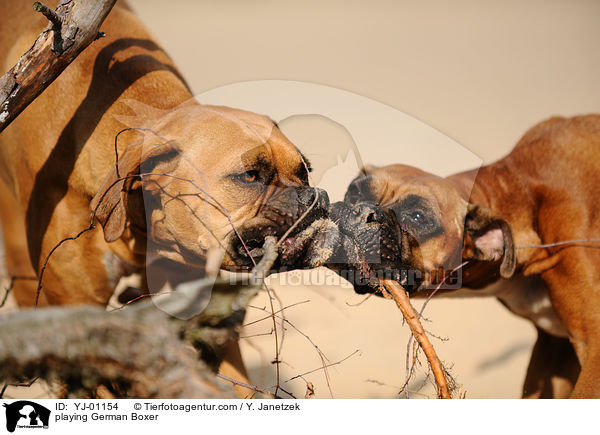 spielende Deutsche Boxer / playing German Boxer / YJ-01154