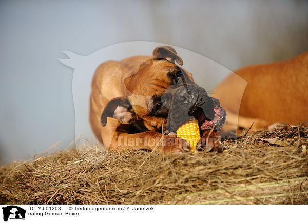 fressender Deutscher Boxer / eating German Boxer / YJ-01203