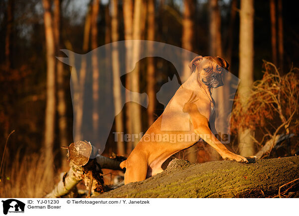 Deutscher Boxer / German Boxer / YJ-01230
