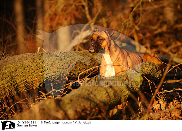 Deutscher Boxer / German Boxer / YJ-01231