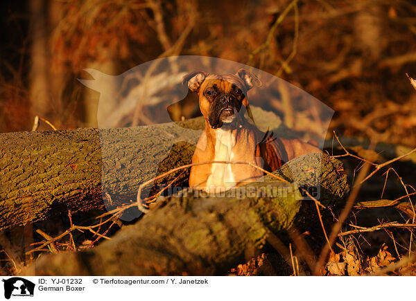 Deutscher Boxer / German Boxer / YJ-01232
