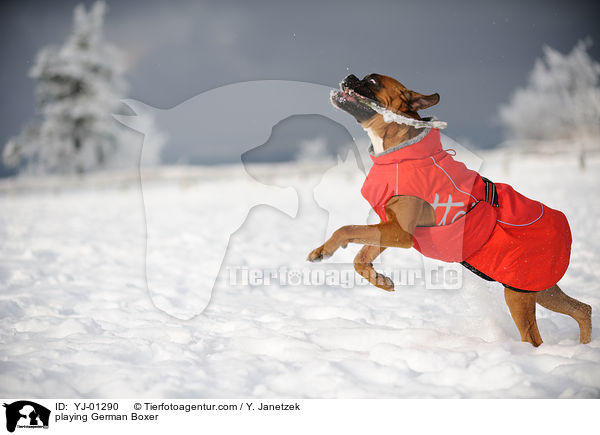 spielender Deutscher Boxer / playing German Boxer / YJ-01290
