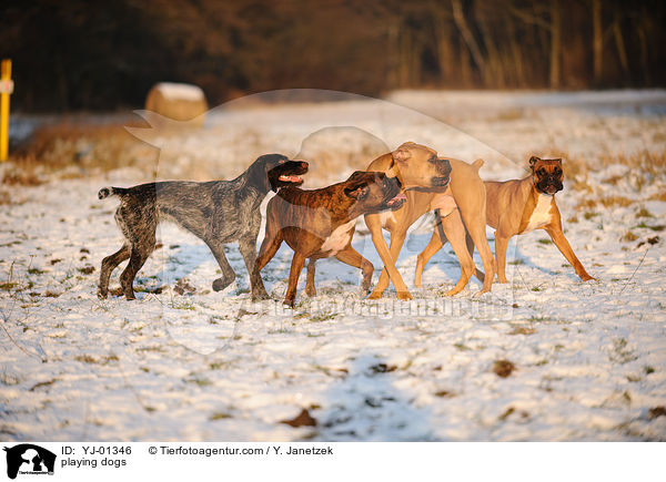 spielende Hunde / playing dogs / YJ-01346
