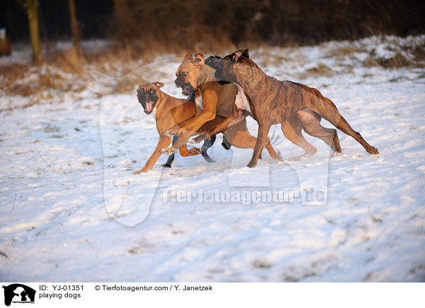 spielende Hunde / playing dogs / YJ-01351