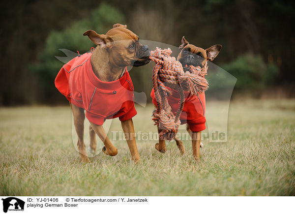 spielende Deutsche Boxer / playing German Boxer / YJ-01406