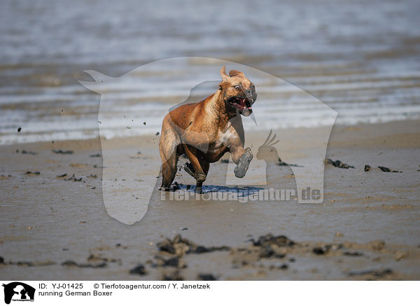 rennender Deutscher Boxer / running German Boxer / YJ-01425