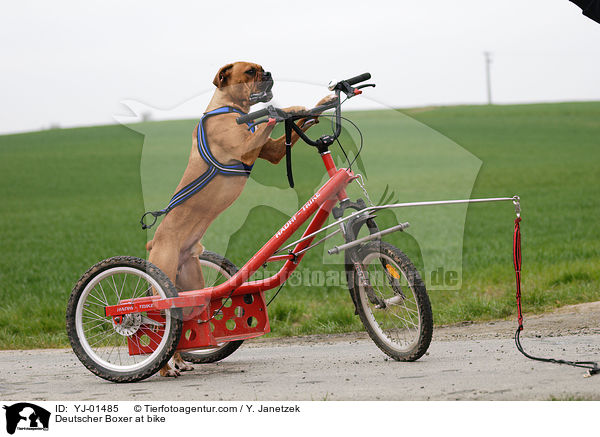 Deutscher Boxer an Fahrrad / Deutscher Boxer at bike / YJ-01485