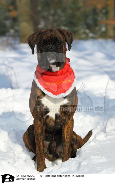 Deutscher Boxer / German Boxer / KMI-02207