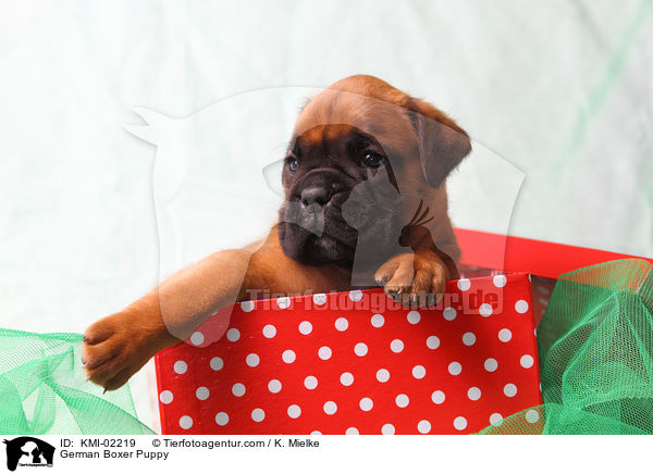 Deutscher Boxer Welpe / German Boxer Puppy / KMI-02219