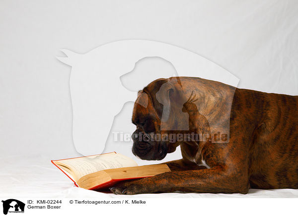 Deutscher Boxer / German Boxer / KMI-02244