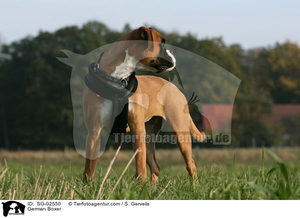 Deutscher Boxer / German Boxer / SG-02550