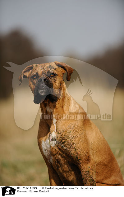 Deutscher Boxer Portrait / German Boxer Portrait / YJ-01593