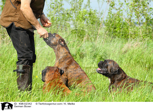 Deutsche Boxer / German Boxer / KMI-02342