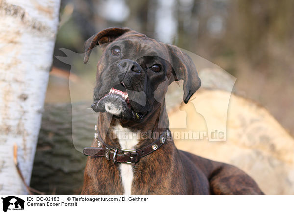 Deutscher Boxer Portrait / German Boxer Portrait / DG-02183