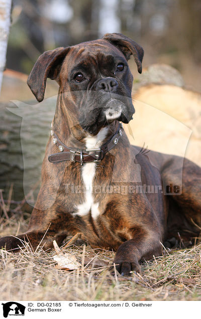 Deutscher Boxer / German Boxer / DG-02185