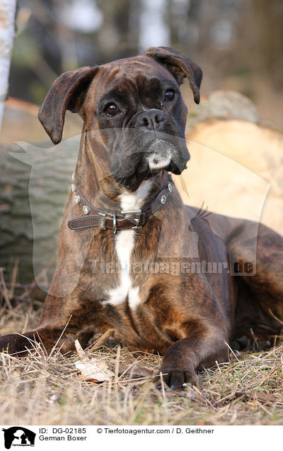 German Boxer / DG-02185