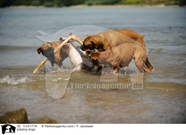 spielende Hunde / playing dogs / YJ-01719