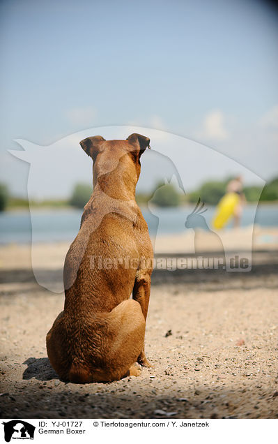 Deutscher Boxer / German Boxer / YJ-01727