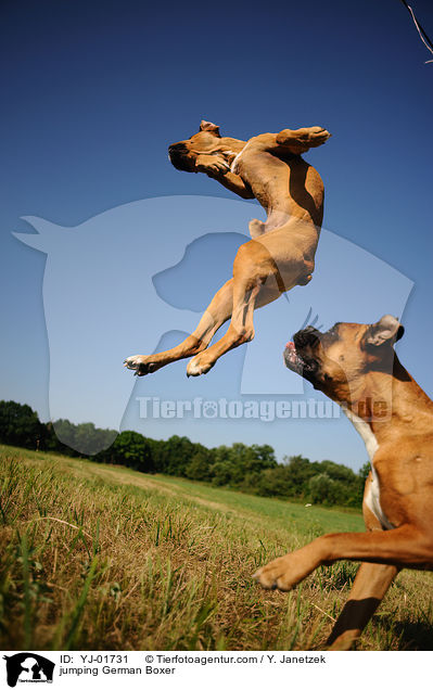 springender Deutscher Boxer / jumping German Boxer / YJ-01731