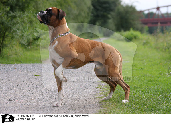 Deutscher Boxer / German Boxer / BM-02141