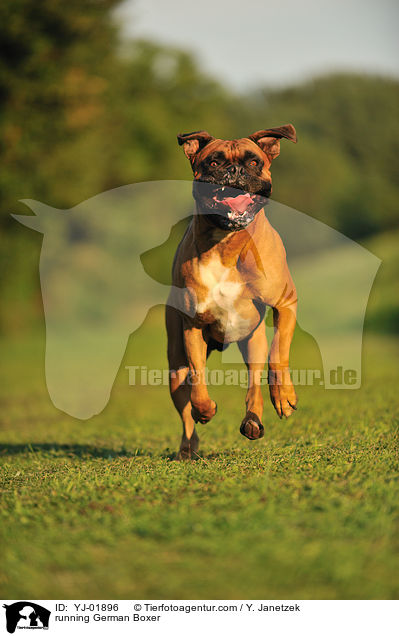 rennender Deutscher Boxer / running German Boxer / YJ-01896