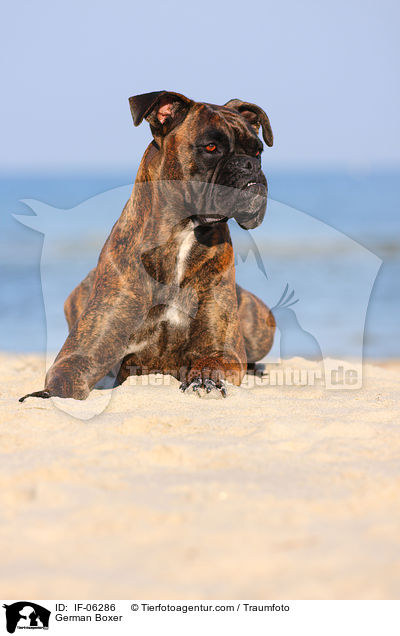 Deutscher Boxer / German Boxer / IF-06286