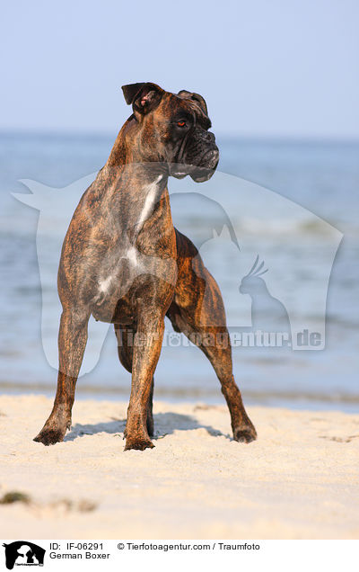 Deutscher Boxer / German Boxer / IF-06291
