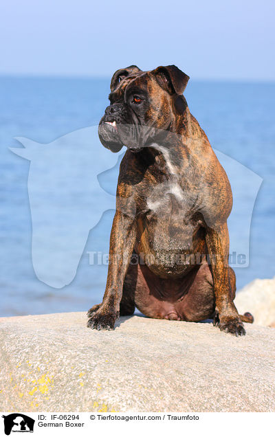 Deutscher Boxer / German Boxer / IF-06294