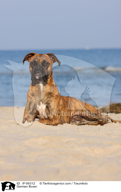 Deutscher Boxer / German Boxer / IF-06312