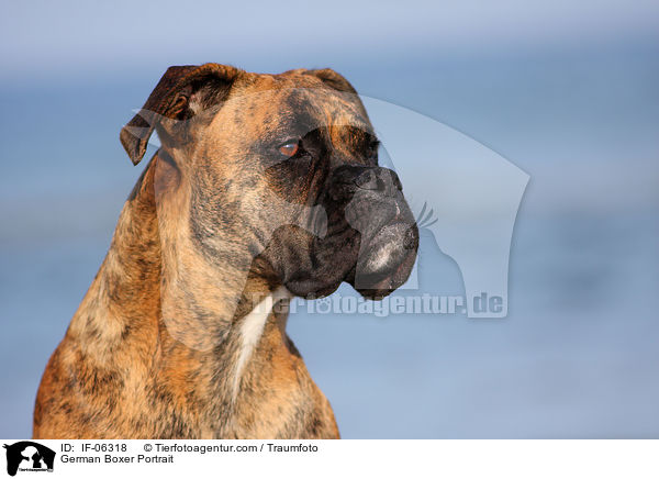 Deutscher Boxer Portrait / German Boxer Portrait / IF-06318
