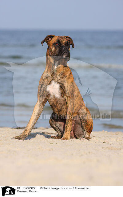 Deutscher Boxer / German Boxer / IF-06322