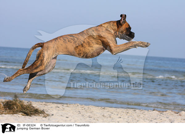 springender Deutscher Boxer / jumping German Boxer / IF-06324