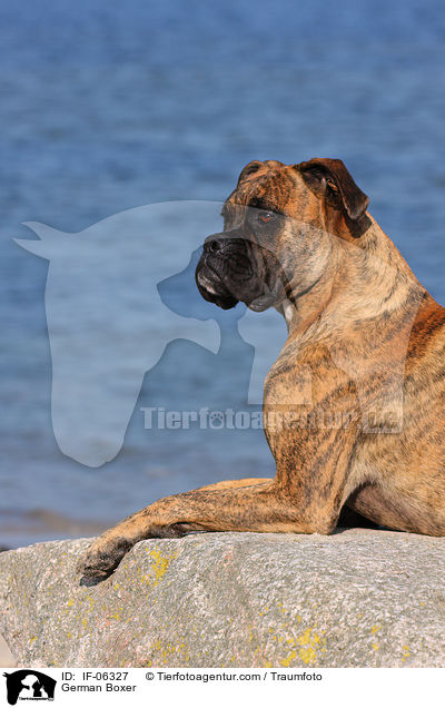 Deutscher Boxer / German Boxer / IF-06327