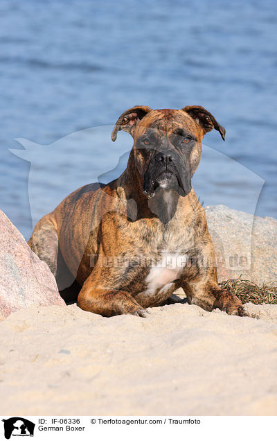 Deutscher Boxer / German Boxer / IF-06336