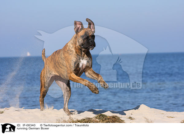 rennender Deutscher Boxer / running German Boxer / IF-06340