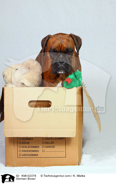 Deutscher Boxer / German Boxer / KMI-02378