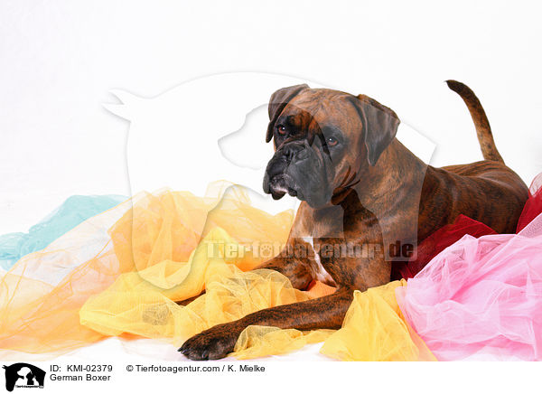 Deutscher Boxer / German Boxer / KMI-02379