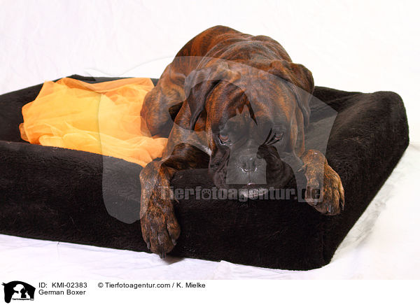 German Boxer / KMI-02383