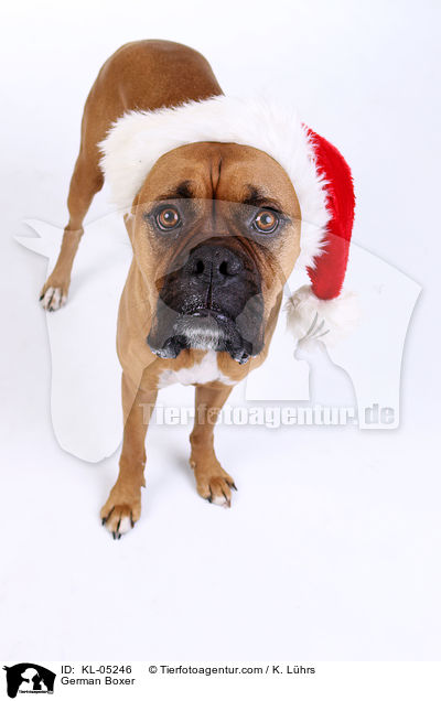 Deutscher Boxer / German Boxer / KL-05246