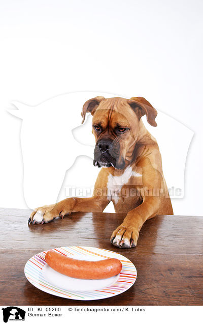 Deutscher Boxer / German Boxer / KL-05260