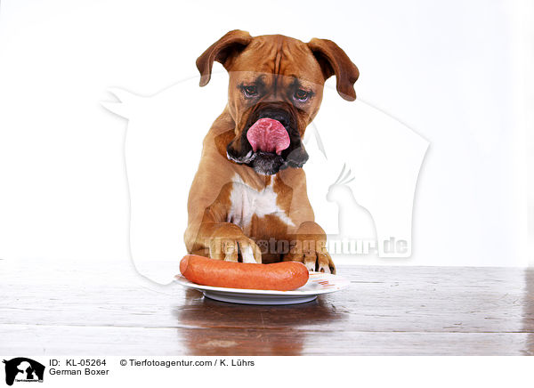 Deutscher Boxer / German Boxer / KL-05264