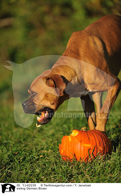 fressender Deutscher Boxer / eating German Boxer / YJ-02239