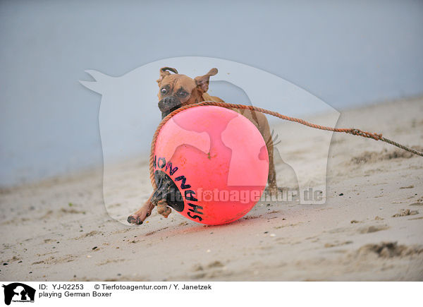 spielender Deutscher Boxer / playing German Boxer / YJ-02253