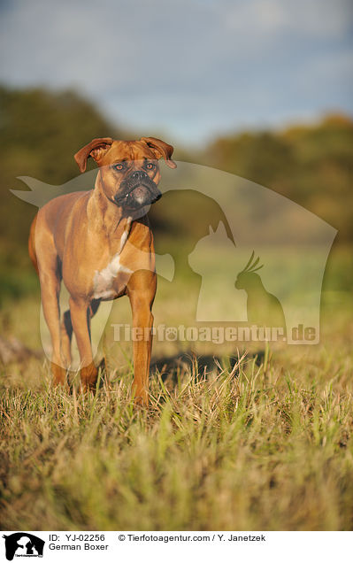 German Boxer / YJ-02256