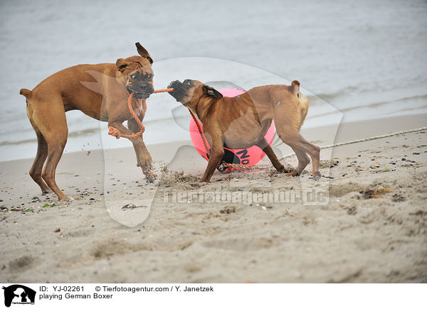 spielende Deutsche Boxer / playing German Boxer / YJ-02261