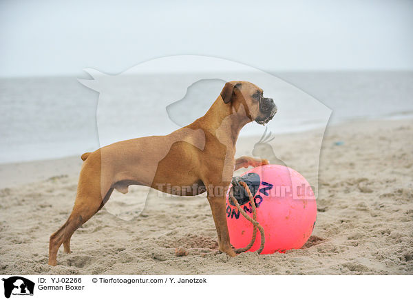 Deutscher Boxer / German Boxer / YJ-02266