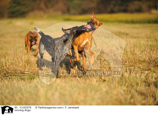 rennende Hunde / running dogs / YJ-02276