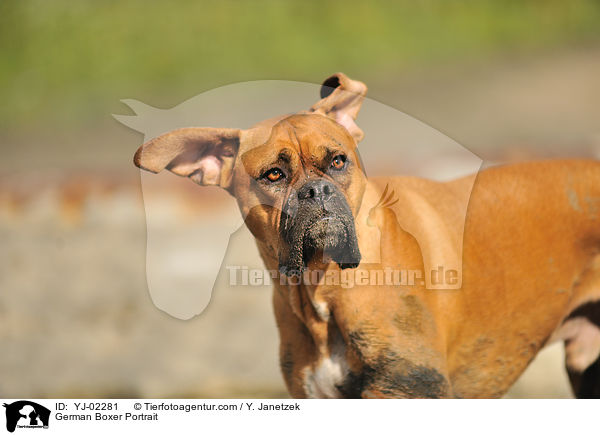 Deutscher Boxer Portrait / German Boxer Portrait / YJ-02281