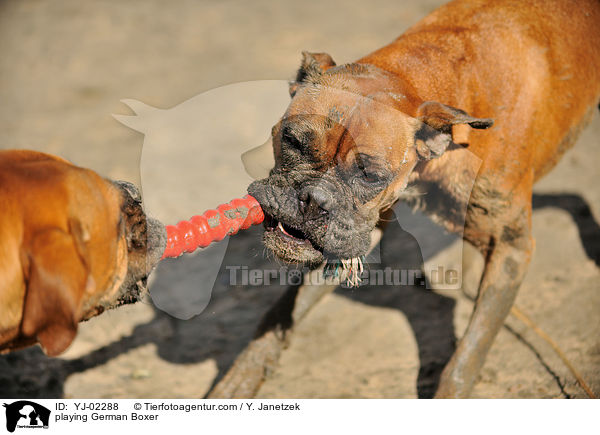 spielende Deutsche Boxer / playing German Boxer / YJ-02288