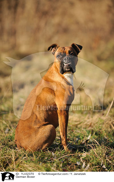 Deutscher Boxer / German Boxer / YJ-02370